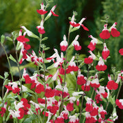 Salvia 'Hot Lips'