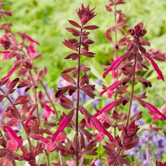 Salvia 'Love and Wishes'