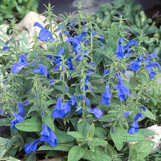 Salvia 'Patio Deep Blue'