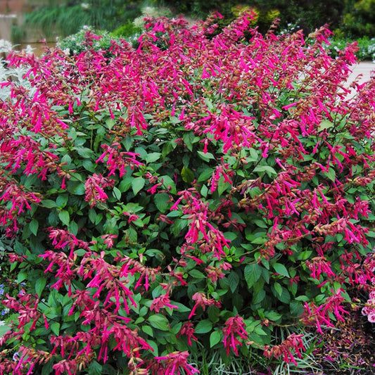 Salvia 'Wendy's Wish'