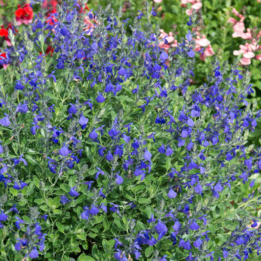 Salvia 'Blue Note'