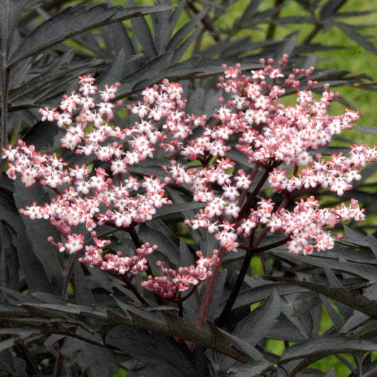 Sambucus 'Black Tower'