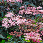 Sambucus 'Blue Sheen'