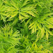 Sambucus 'Golden Tower'