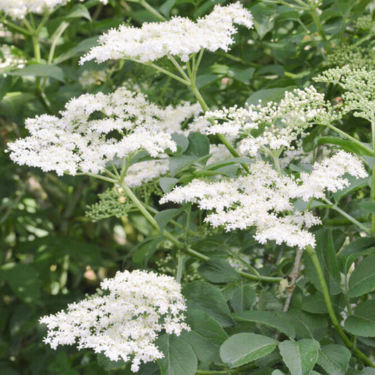 Common Elder Bare Root Hedge