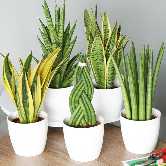 Sansevieria Mix