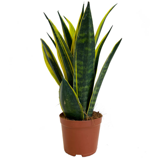 Sansevieria 'Golden Flame'