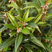 Sarcococca 'Winter Gem'