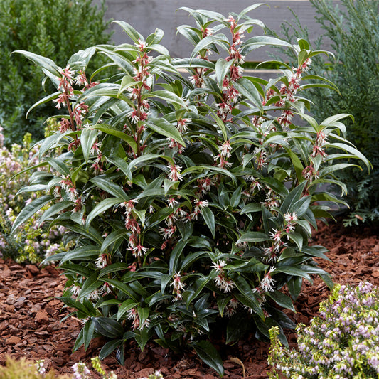 Sarcococca hookeriana