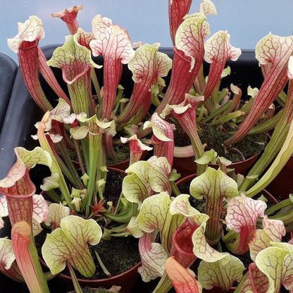 Sarracenia 'Smoorii' | Trumpet Pitcher Plant – Gardeners Dream