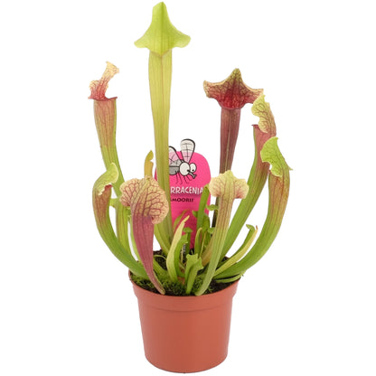 Sarracenia 'Smoorii' | Trumpet Pitcher Plant – Gardeners Dream