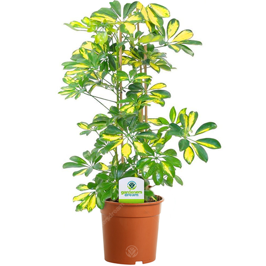 Schefflera 'Gerda'