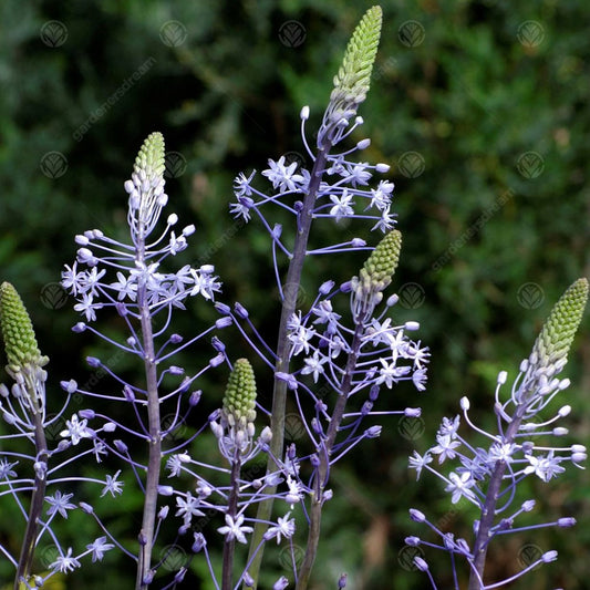 Scilla hyacinthoides 'Blue Arrow'