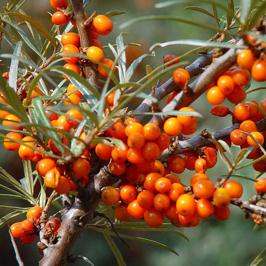 Sea Buckthorn Bare Root Hedge