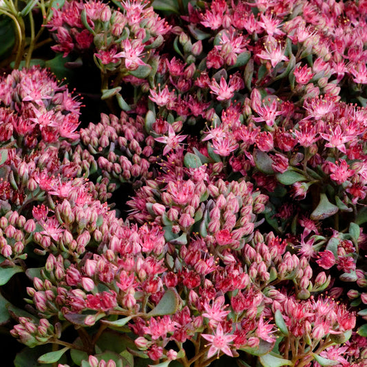 Sedum 'Coca Cola'