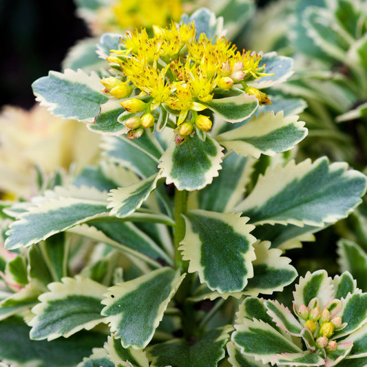 Sedum 'Atlantis'