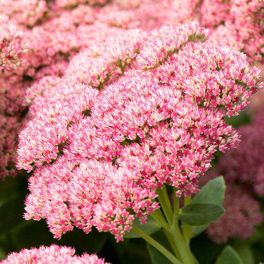 Sedum 'Herbstfreude'