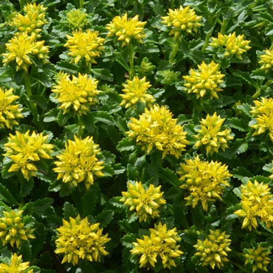 Sedum 'Little Miss Sunshine'