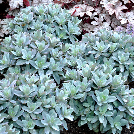 Sedum 'Marina'