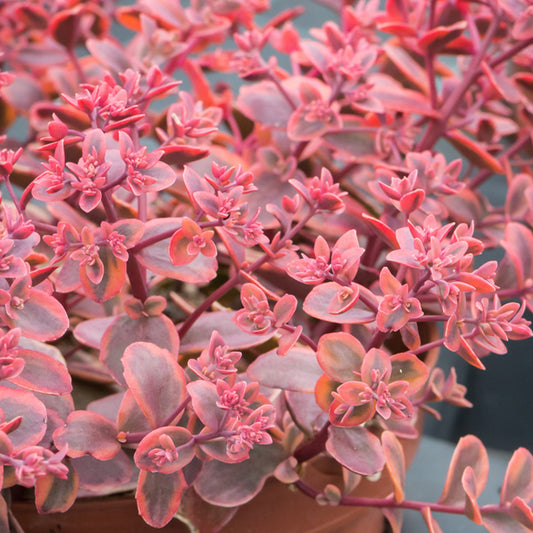 Sedum 'Sunsparkler Wildfire'