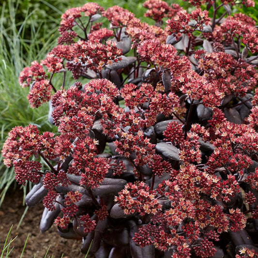 Sedum 'Touchdown Teak'