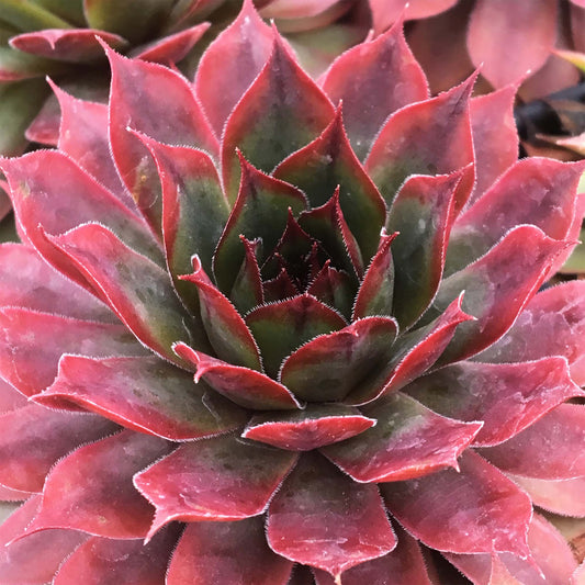 Sempervivum 'Autumn Apple'