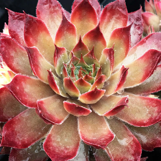 Sempervivum 'Butterscotch Baby'