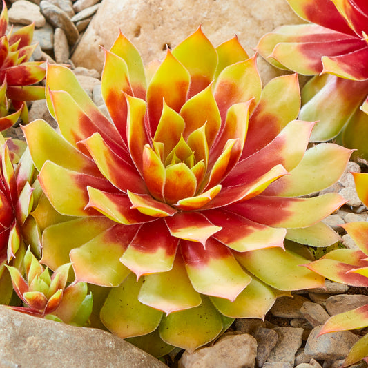 Sempervivum 'Gold Nugget'