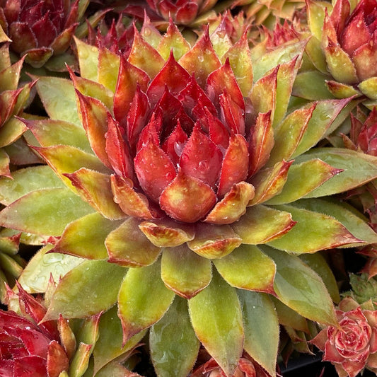 Sempervivum 'Pineapple Paradise'