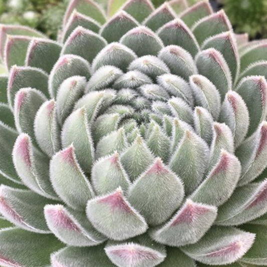 Sempervivum 'Sugar Shimmer'