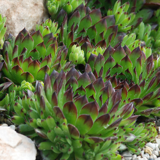 Sempervivum 'Appletini'