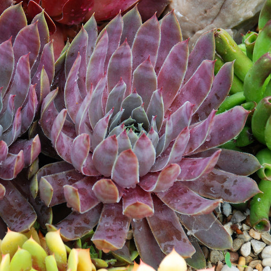 Sempervivum 'Berry Blues'