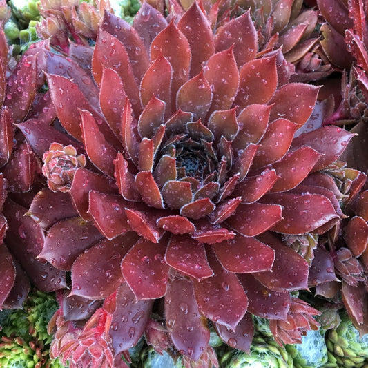 Sempervivum 'Bing Cherry'