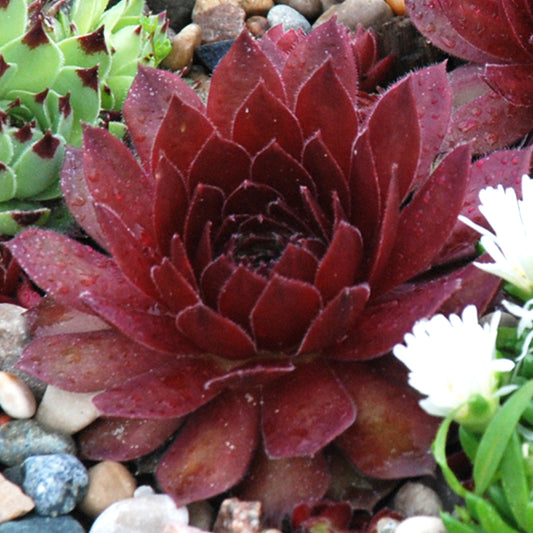 Sempervivum 'Cherry Berry'