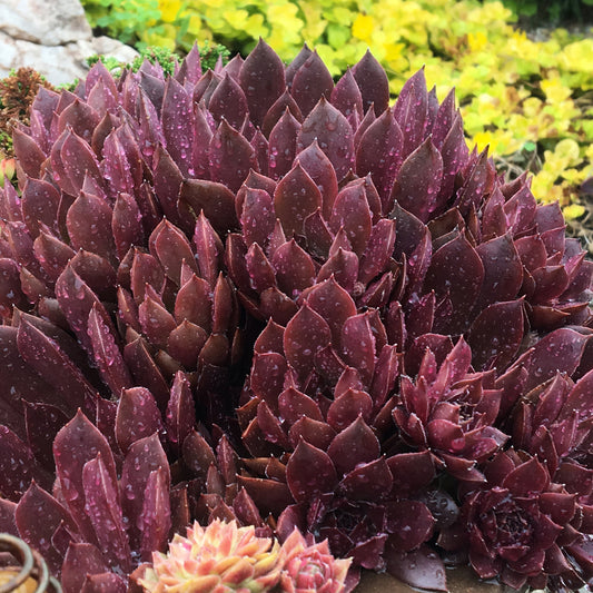 Sempervivum 'Chocolate Kiss'