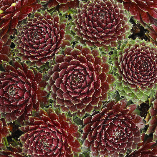 Sempervivum 'Cinnamon Starburst'