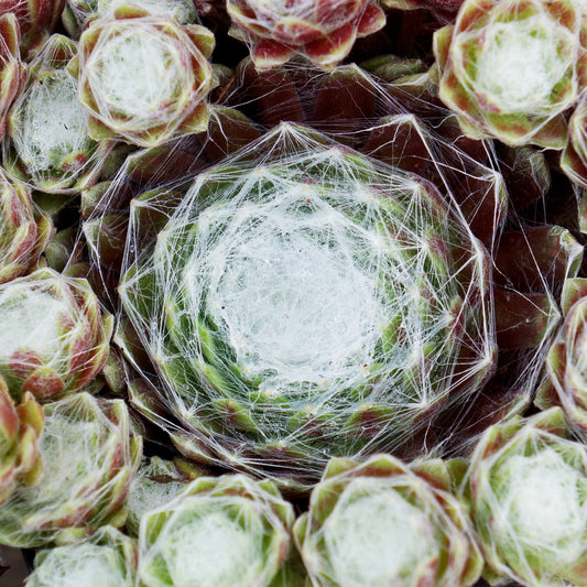 Sempervivum 'Cotton Candy'