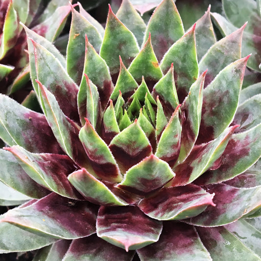 Sempervivum 'Cranberry Cocktail'