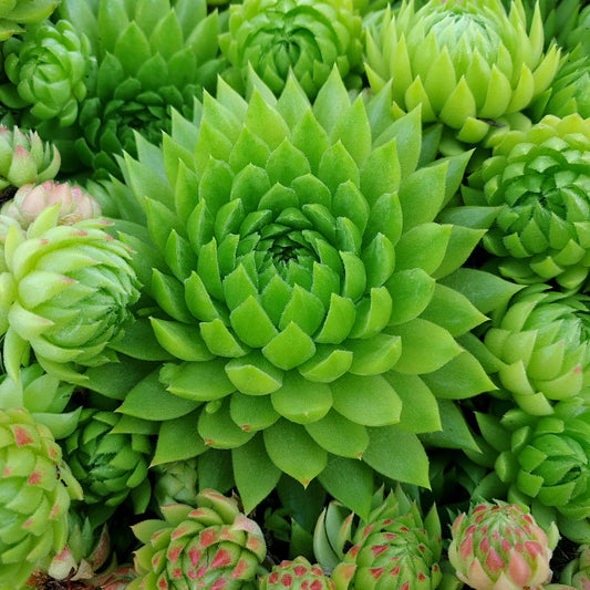 Sempervivum 'Key Lime Kiss'