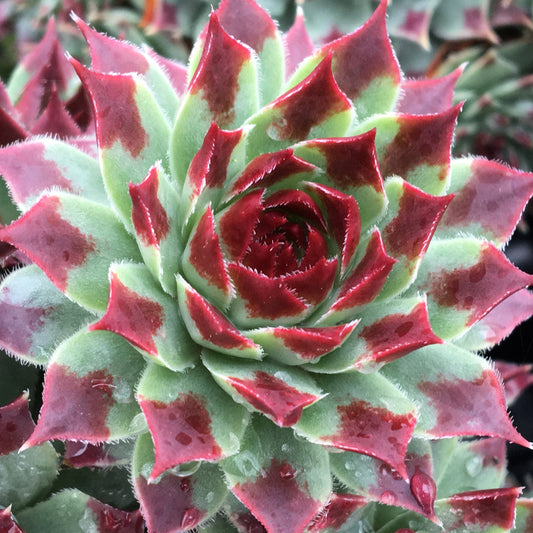 Sempervivum 'Mint Marvel'