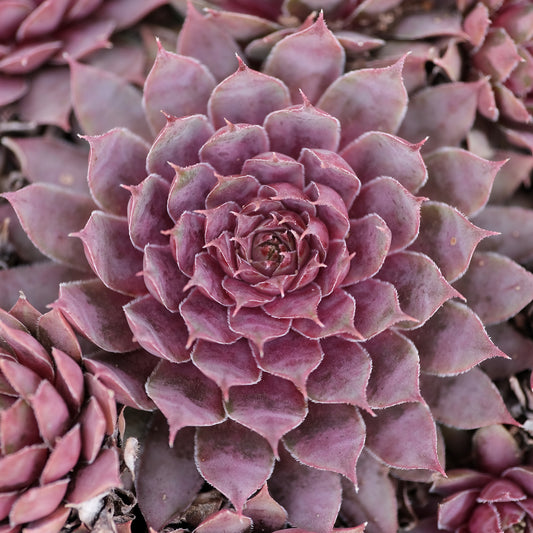 Sempervivum 'Plum Parfait'