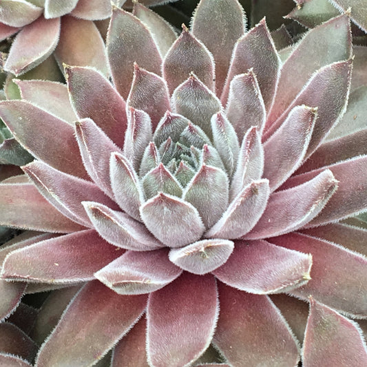 Sempervivum 'Silver Suede'