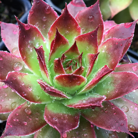 Sempervivum 'Strawberry Kiwi'