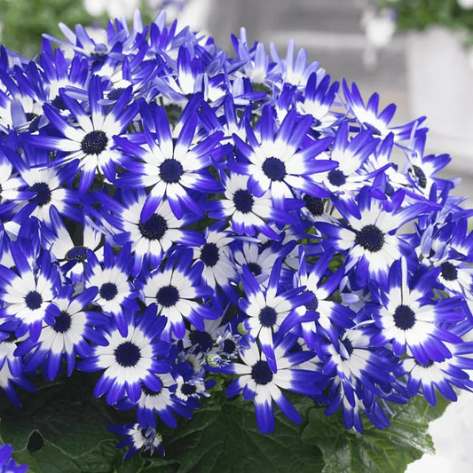 Senetti 'Blue Bicolour'