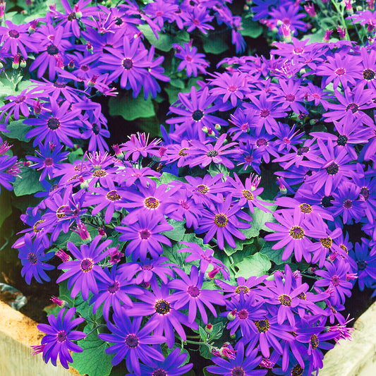 Senetti 'Deep Blue'