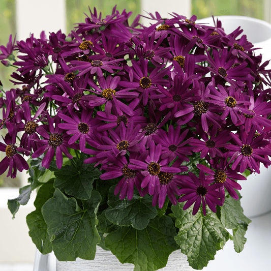 Senetti 'Grape'