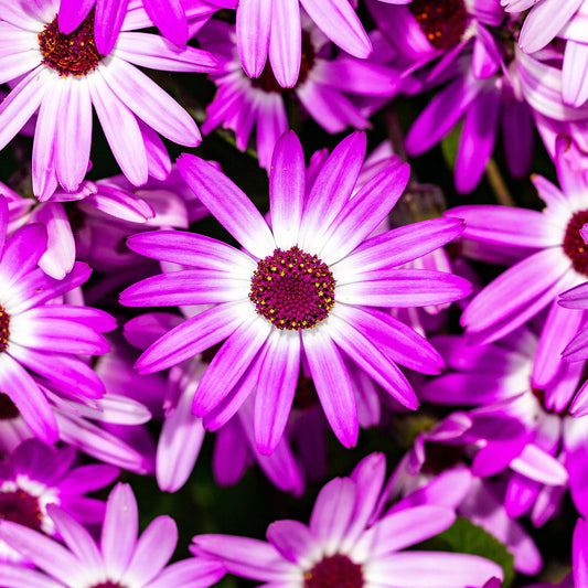 Senetti 'Magenta Bicolour'