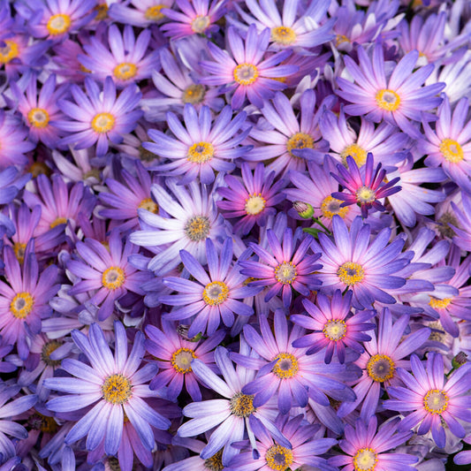 Senetti 'Magic Salmon'