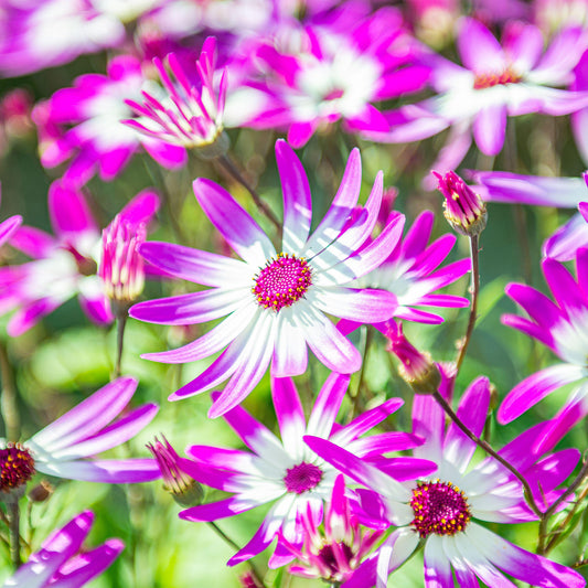 Senetti 'Pink Bicolour'