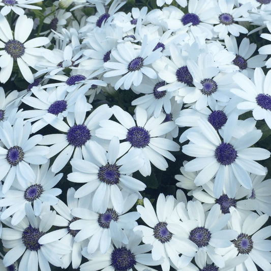 Senetti 'White'